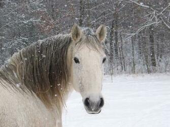 Cute Horse Horses Picture
