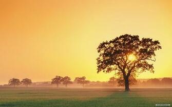 Wallpaper Nature Sunshine And Trees
