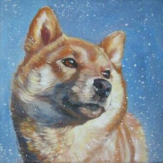 Shiba Inu Puppy Wallpaper Retriever