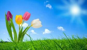 Nature HD Spring High Definition Pixel Popular Wallpaper