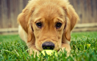 Cute Dog 4k HD Wallpaper Image Photos And Picture