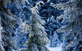 Paisaje Invernal Wallpaper