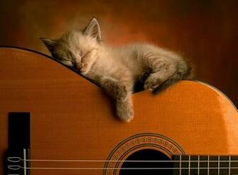 Cute Cat Playing Guitar Wallpaper Pc Screen