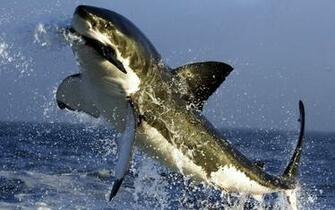 Shark Desktop Wallpaper HD