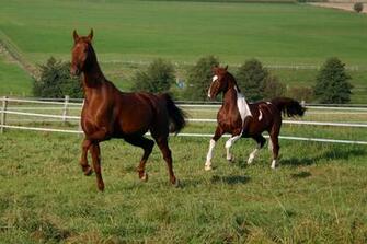 American Saddlebred Stock By Luda