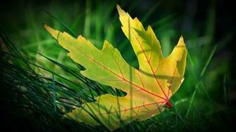 Maple Leaf HD Wallpaper High Definition Quality