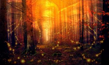 Awesome Fireflies Wallpaper In Forest Bosque En Penumbra