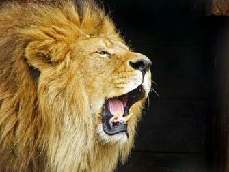 Wallpaper Lion Roaring
