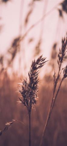 Selective Focus Of Plants iPhone Wallpaper