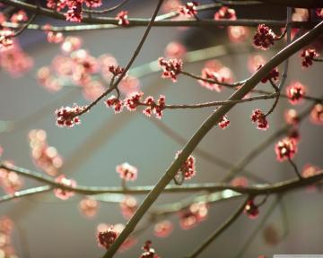 Sweet Ultra HD Desktop Background Wallpaper For 4k UHD Tv Multi