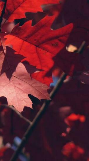 Fall iPhone Wallpaper