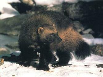 Pin Wolverine Wallpaper Animal