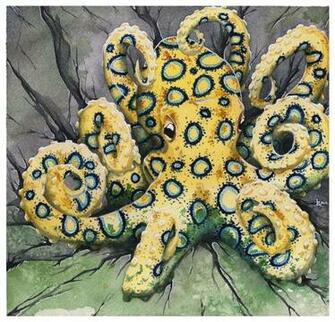 Blue Ringed Octopus Tattoo