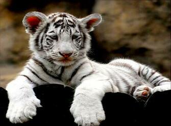 White Tiger Cubs Wallpaper Amazing