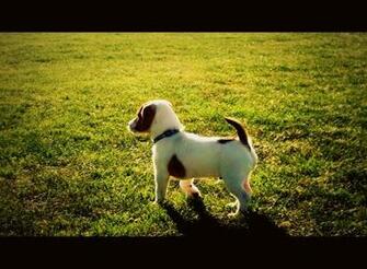Grass Snow Dogs Puppies Terrier Wallpaper