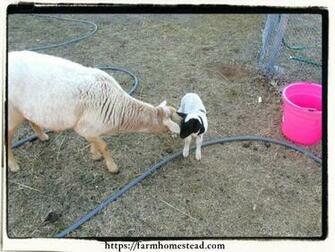 Our First Lamb KataHDin Dorper Cross Farm Homestead