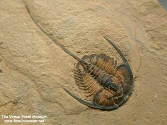 Gerospina Schachti