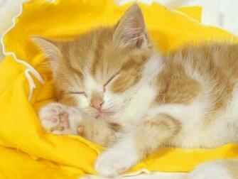 Cat Screensaver Screensavers