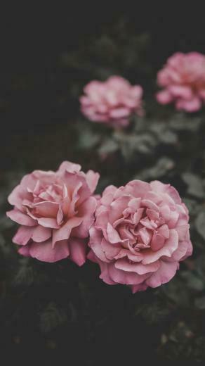 Wallpaper iPhone Android Maddy Watmore Flowers Flower