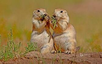 Wallpaper Wind Cave National Park South Dakota Usa Rodents Nature