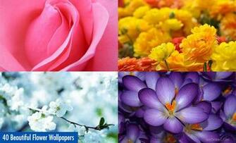 Flowers Hope You Love Our Collection Of Beautiful Flower Wallpaper