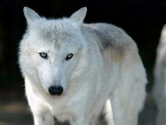 White Wolf Wallpaper HD In Animals Imageci