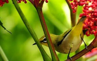 Wallpaper Retro Love Birds Different Types