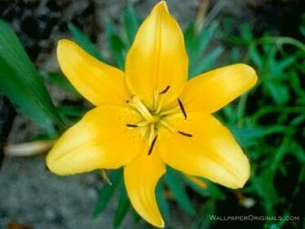Flowers Image Pretty HD Wallpaper And Background Photos