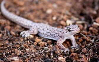 Leopard Gecko Computer Wallpaper Desktop Background