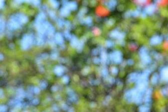 Blurred Photograph Vegetation Abstract By Linda Brody