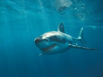 Great White Shark Wallpaper HD