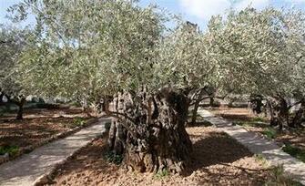 Holy Land Tours Christian Tour Immanuel Israel HD Wallpaper