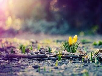 Spring Flowers Photo Wallpaper High Definition Quality