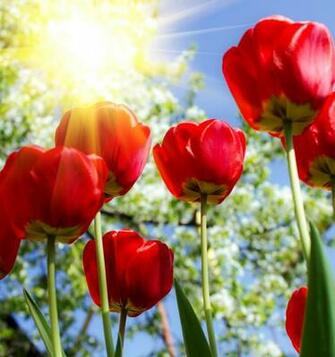 Spring In Flowers And Greens Photos Wallpaper Elsoar