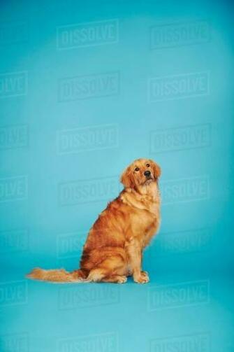 Portrait Of Golden Retriever Against Blue Background Stock Photo