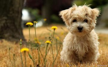 Wallpaper Cute Animal Dog Background