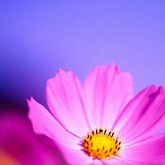The Official Blackberry Z10 Stock Wallpaper