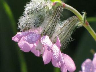 Nature S Dew Wallpaper Image