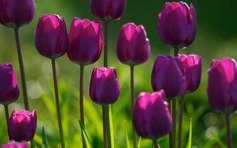 Purple Tulips Spring Flowers Wallpaper My Carolina