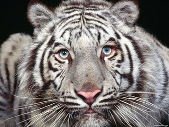 White Tiger Wallpaper