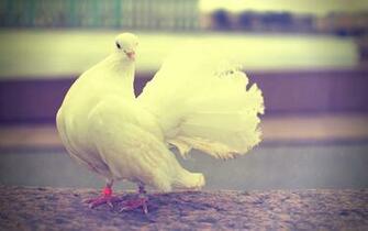 White Dove Wallpaper