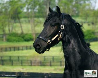 Black Horse Wallpaper Friesian