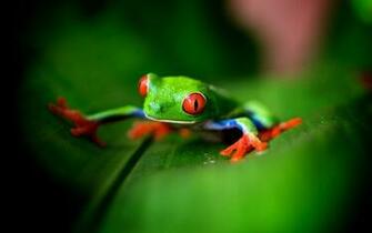 Cute Green Frog Click To
