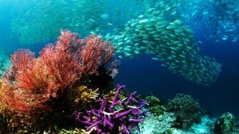 Home Underwater HD Wallpaper