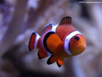 Clown Fish Close Up Wallpaper HD Background Image Pictures