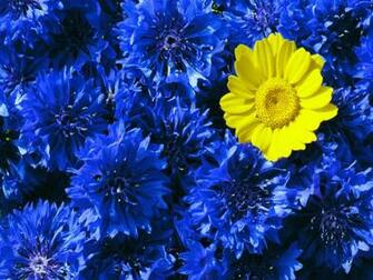Flowers Wallpaper Desktop