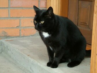 Wallpaper Black Cat