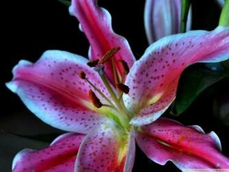 Stargazer Lily Wallpaper