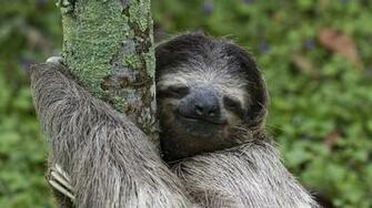 Three Toed Sloth Costa Rica Wallpaper By T1000 Revelwallpaper Net