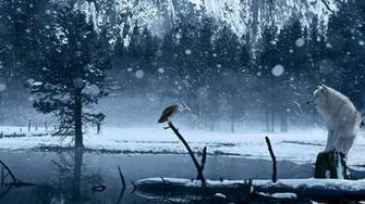 Snow Trees Water Wolf Wallpaper And Image Pictures